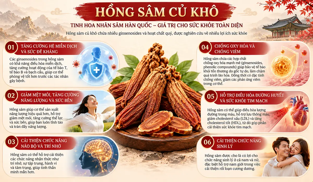 Infographic công dụng hồng sâm củ khô